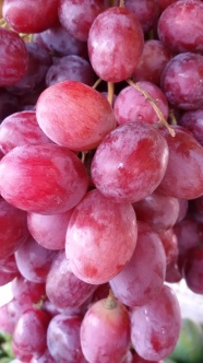 Budidaya buah anggur sebagai tambahan penghasilan keluarga