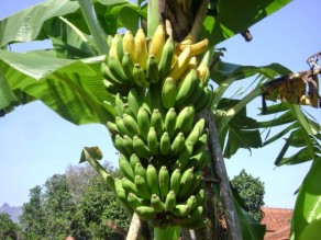 Budidaya pisang pemeliharaan sampai panen hasil