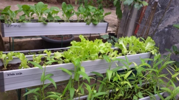 Dengan halaman terbatas/sempit sayuran bisa ditanam dan menghasilkan