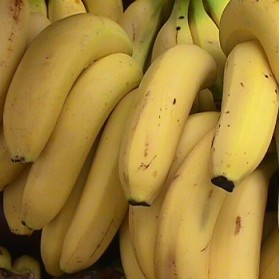 Budidaya pisang pemeliharaan sampai panen hasil